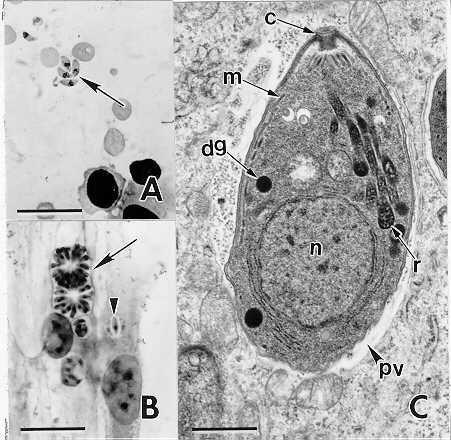 18 caninum (Mc ALLISTER et al., 1998; LINDSAY; DUBEY; DUNCAN, 1999), os coiotes também foram considerados, como um hospedeiro definitivo de N. caninum (GONDIM et al., 20