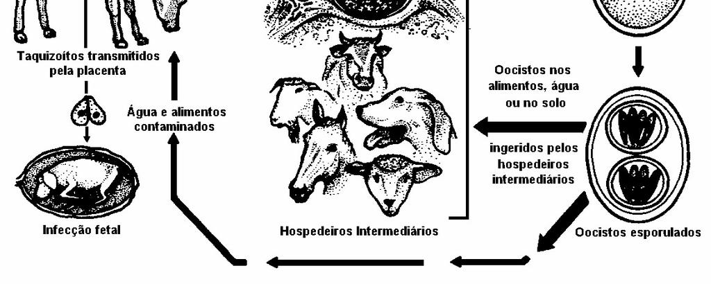 Os hospedeiros intermediários (HI) naturais já identificados são os cães, bovinos, ovinos, caprinos, equinos, cervos (DUBEY; LINDSAY, 1996; DUBEY, 1999), búfalos (RODRIGUES et al.