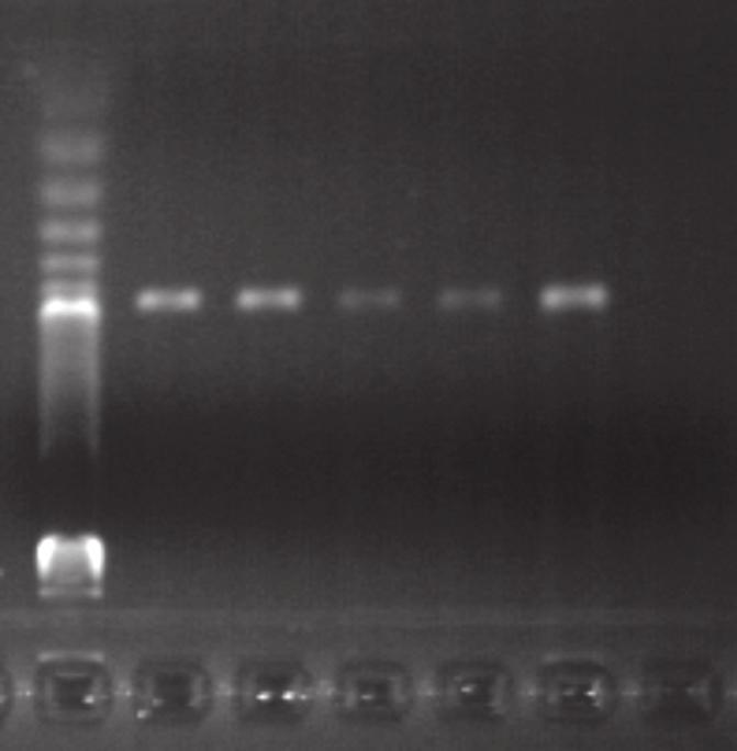 Estudo comparativo de sensibilidade das técnicas de cultura bacteriana e PCR para a detecção de Pasteurella pneumotropica em roedores Tabela 2: Número de animais positivos e porcentagens sobre o