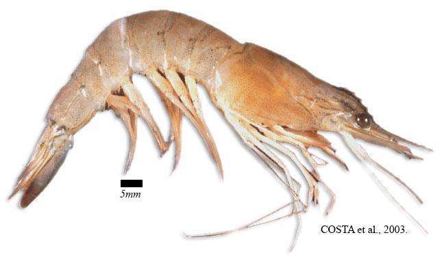 LOPES, D. F. C. Dinâmica populacional do camarão sete-barbas X. kroyeri no litoral sul de PE.