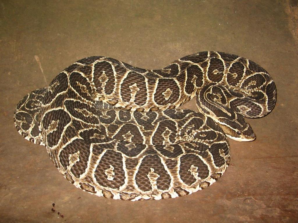 21 Figura 2: Serpente de importância médica no Brasil; espécie Bothrops alternatus.