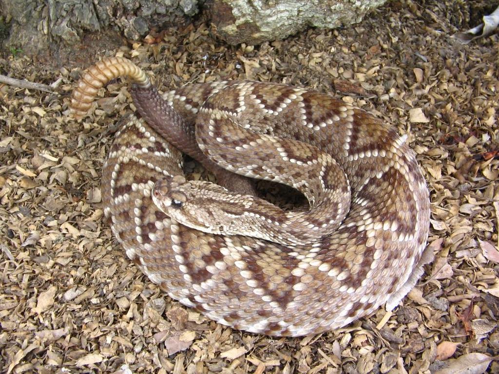 23 Figura 3: Serpente de importância médica no Brasil; espécie Crotalus durissus.