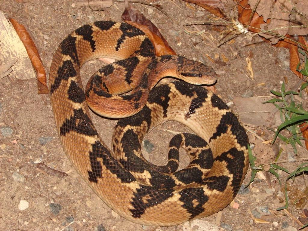 25 Figura 4: Serpente de importância médica no Brasil; espécie Lachesis muta. Fonte: Brazilian Venomous Snakes Database BRAVES (2015) 4.