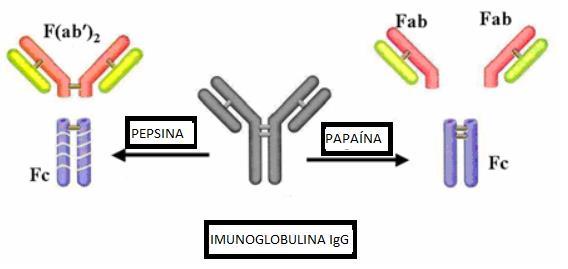 28 5.1 IMUNOGLOBULINAS As imunoglobulinas são compostas por, no mínimo, quatro subunidades: duas cadeias leves e duas cadeias pesadas.