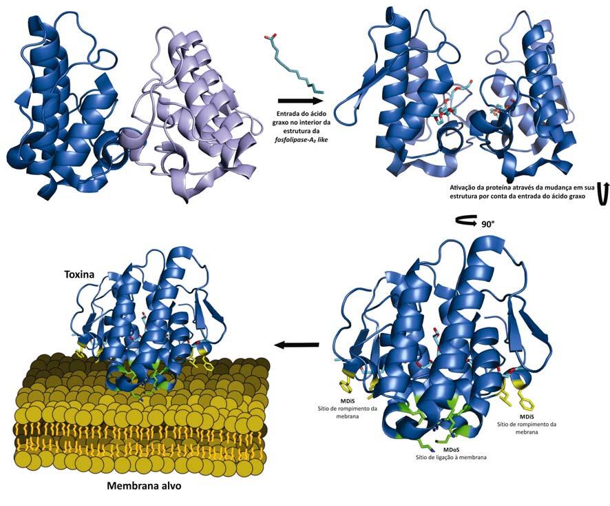 Figura 2: Mecanismo de ação das toxinas fosfolipases A 2 -like de venenos de serpentes do gênero Bothrops (jararacas, jararacuçus, caiçacas e urutus).