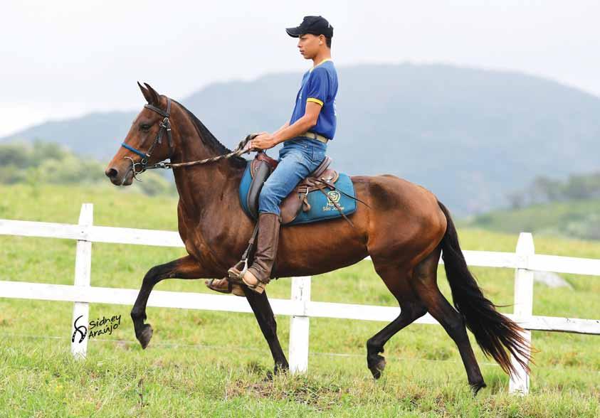 Erva Doce do São Jorge Quovadis CF da Sercore x Sara CF da Sercore Seu pai Quovadis CF da Sercore Jovem