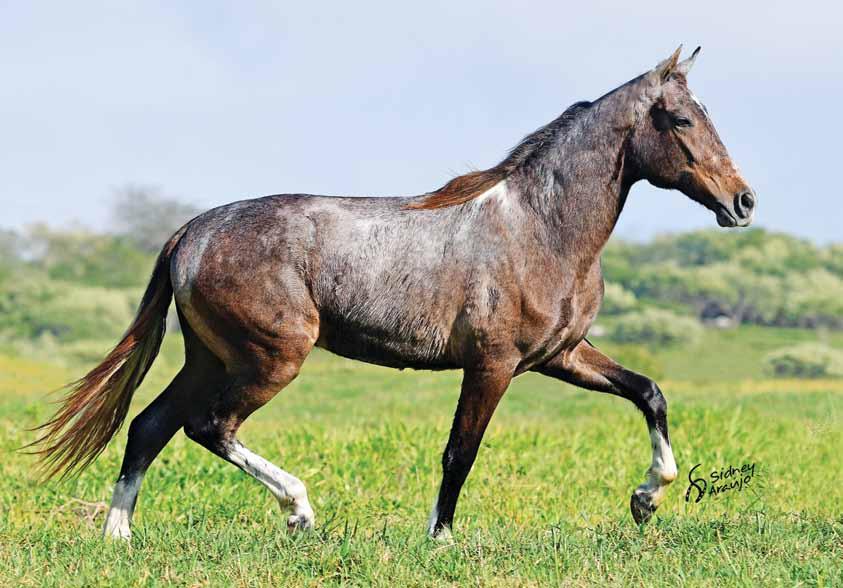 Íbero do São Jorge - 50% Torino Marimba x Sinira do Berma Seu pai Torino Marimba Excepcional potro de pelagem tordilha pampa, fruto do acasalamento do Campeão dos Campeões Brasileiro de Marcha Torino