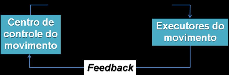 Propriocepção e visão no controle motor Feedback proprioceptivo: o Fornece informações de precisão espacial importantes no decorrer do movimento, o No modelo de controle de circuito fechado sistema