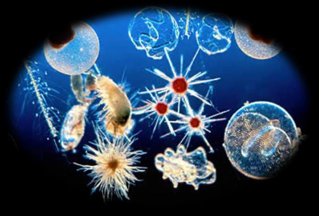 Curiosidade: PLÂNCTON Os protistas, assim como as bactérias, podem fazer parte do plâncton.