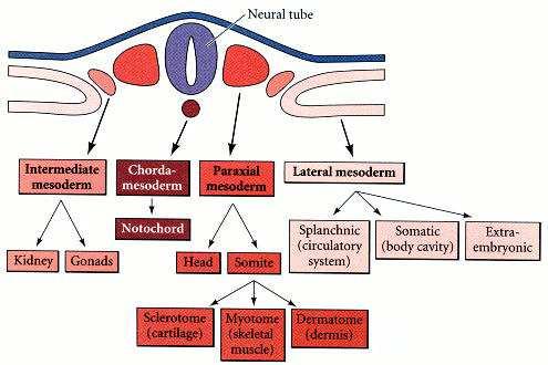 Pergunta 1: Como é determinado o n. de somitos? A)Como é definido o mesoderma somítico (paraxial)?