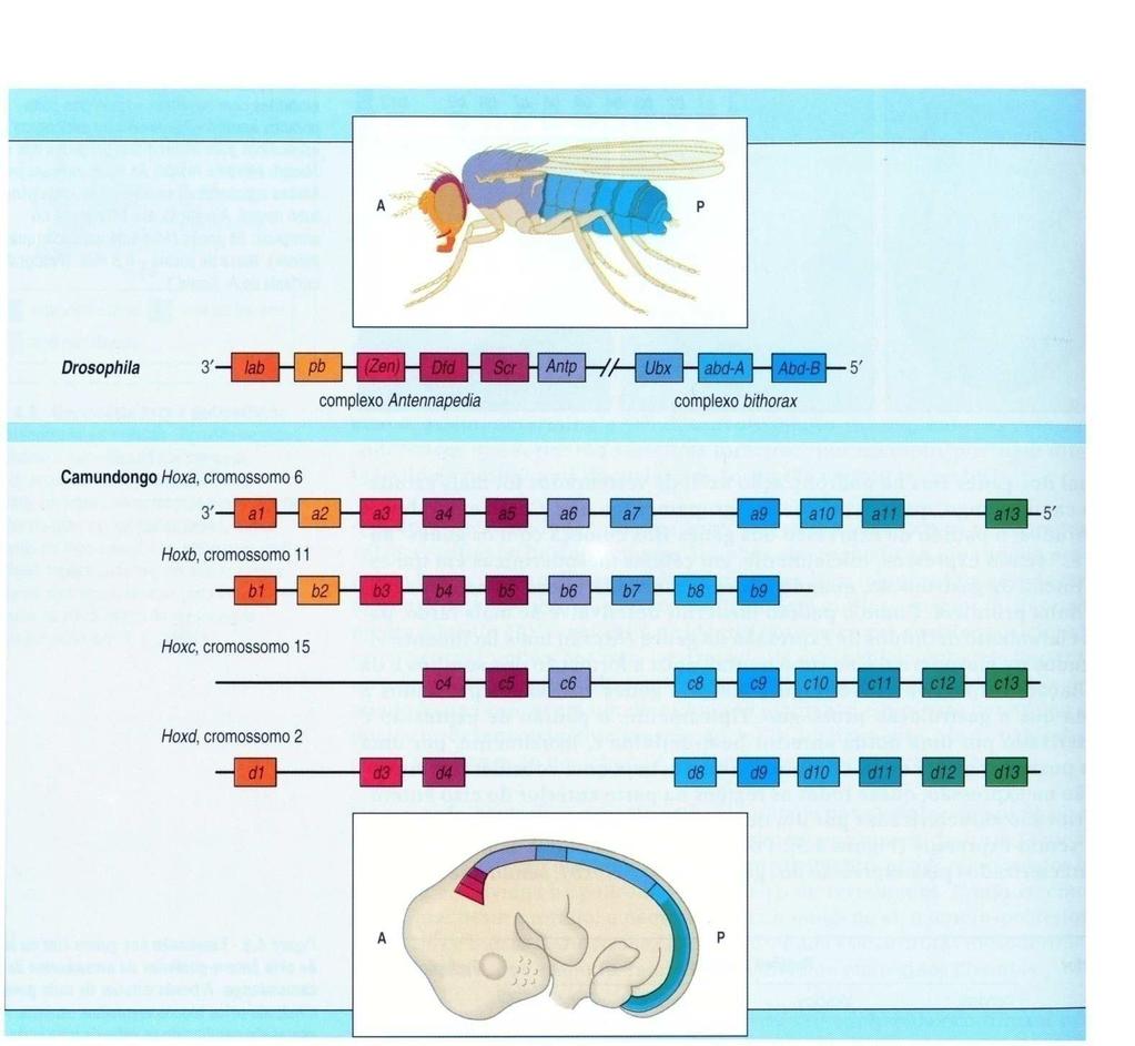 Genes Hox e identidade anteroposterior dos somitos