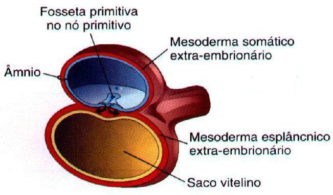 35 A TERCEIRA SEMANA DO DESENVOLVIMENTO HUMANO INDICAÇÃO DE LEITURA 1) MOORE, K.L.; PERSAUD, T.V.N. Embriologia Básica. 7 ed. Rio de Janeiro: Elsevier, 2008. Capítulo 05, páginas 37-49. 2) SADLER, T.