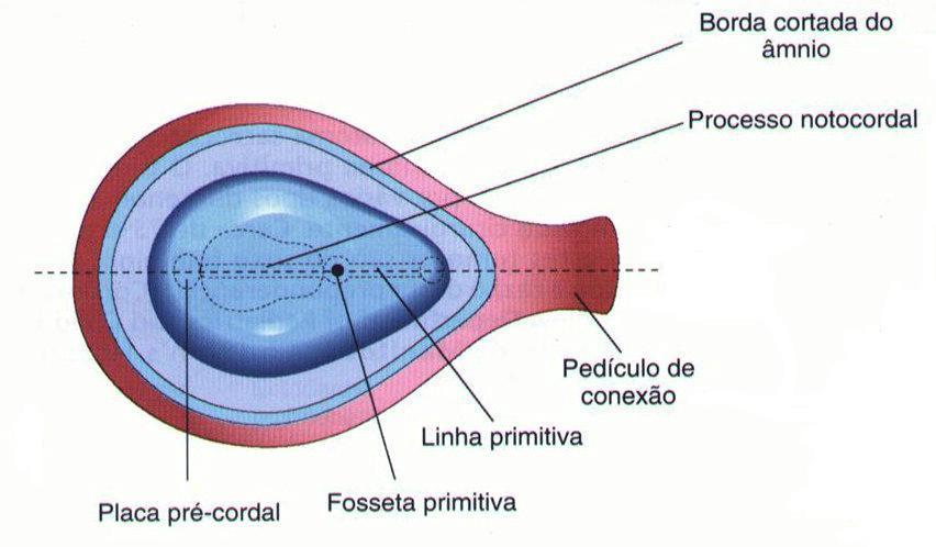 A linha primitiva diminui de tamanho tornando uma estrutura insignificante e desaparecendo no final da quarta semana.