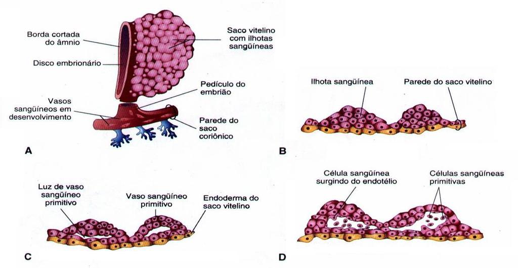 Observe, na figura a seguir, a sequência de eventos que levam à formação dos vasos sanguíneos. Neste caso os vasos sanguíneos estão localizados no saco vitelínico.