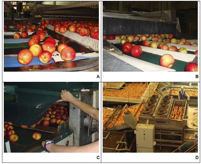12 Ocorrência de dano mecânico por impacto nas operações de colheita e pós-colheita de maçãs Fig. 9.