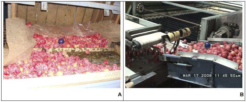 Ocorrência de dano mecânico por impacto nas operações de colheita e pós-colheita de maçãs 15 Fig. 13. Recepção (A) e esteira rolante (B) na linha 7. aceleração acima de 50 G.