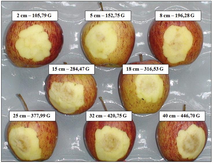 Ocorrência de dano mecânico por impacto nas operações de colheita e pós-colheita de maçãs 17 e profundidade de 2,50 mm (Figura 15).