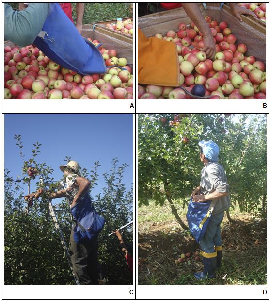 Ocorrência de dano mecânico por impacto nas operações de colheita e pós-colheita de maçãs 3 Fig. 1.