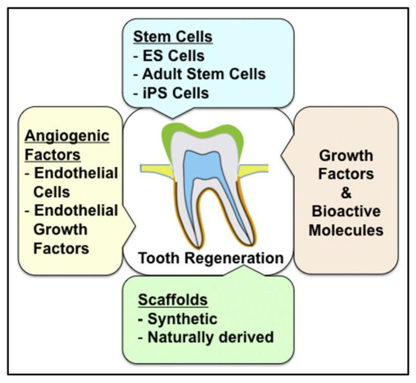 REGENERAÇÃO E REPARAÇÃO DENTÁRIA Existem diversos estudos que defendem ser teoricamente possível criar um dente em laboratório, recorrendo a células estaminais dentárias entre outros fatores