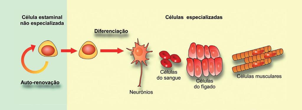 INTRODUÇÃO Atualmente, o grande objetivo da medicina regenerativa assenta no desenvolvimento de terapias que restaurem a perda, danos e envelhecimento dos tecidos (1).