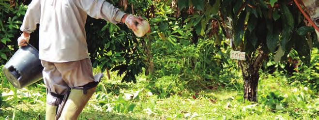 planta, fazendo com que gemas dormentes germinem, dando origem às brotações