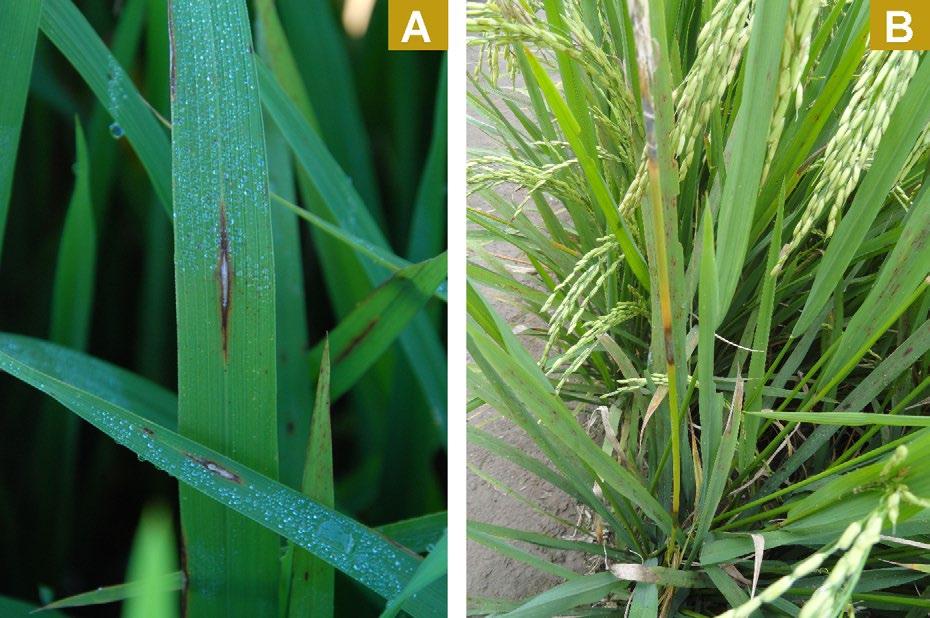 Como escolher um fungicida? Para a escolha do fungicida o agricultor deve consultar: Um Responsável Técnico; O Boletim de Recomendações Técnicas de Pesquisa para o Sul do Brasil (ARROZ.