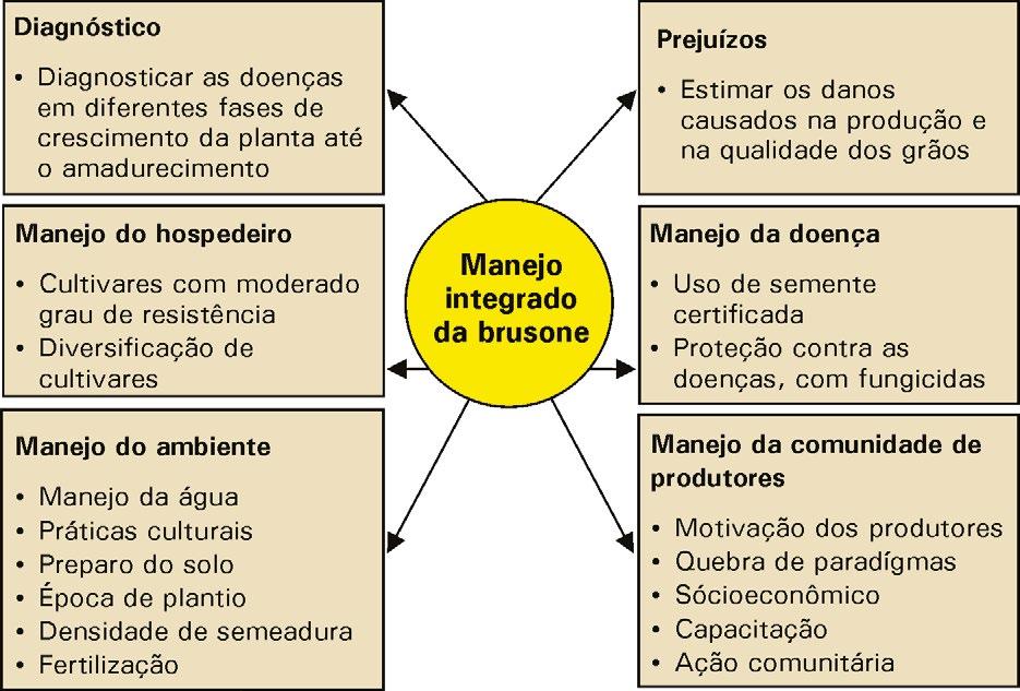 O segundo passo é ter em mente os componentes do manejo integrado e a importância de cada etapa (Figura 16). Fluxograma: Marta C. Filippi Figura 16. Componentes do manejo da brusone no arroz.