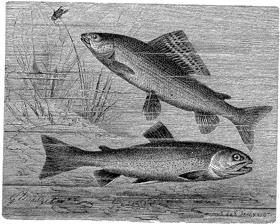 Avaliação em Compartimentos Ambientais 5. ORGANISMOS AQUÁTICOS: avalia-se o potencial de risco em peixes, invertebrados e algas não alvo, em ambientes de água doce. 5.1.