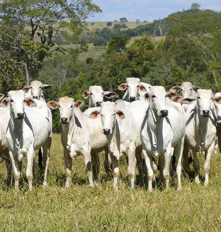 Conjuntura Matheus Zani é graduando em engenharia agrícola na UNICAMP. Trabalha com crédito agrícola.