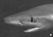 Elasmovisor - 13 Acerca do nome Prionace glauca Carolus Maria Vooren Santiago Montealegre Quijano A coroa do dente da maxila superior do tubarão-azul é uma lâmina fina e plana em forma de um