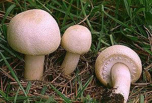 Composição química e valor nutricional de cogumelos silvestres comestíveis do Nordeste de Portugal Agaricus