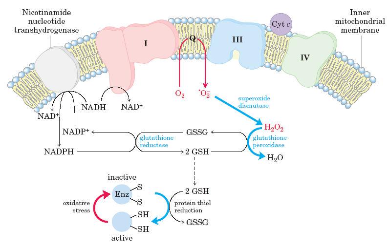 Produção e neutralização de radicais livres na mitocôndria Avaliação da Actividade Antioxidante Efeito bloqueador de radicais de DPPH Poder redutor Inibição da hemólise de eritrócitos mediada por
