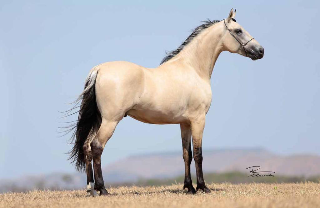 38 CULLINAN LUMIAR 50% Pai mãe Iguaçu do Morro Azul Mulato D2 Estrela do Morro Azul Pai mãe Rassunda Elfar Favacho Estanho Cereja do Círculo D Potro tirado na reserva absoluta