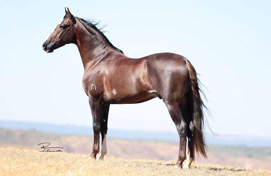 44 LOCO do LUMIAR 50% Pai mãe Sagrado do Lumiar Elo Kafé da Nova Negra da Santa Esmeralda Pai mãe Catena do Lumiar Trilho da Zizica Caambu Xênia Jovem reprodutor de pelagem alazã, cavalo que integra