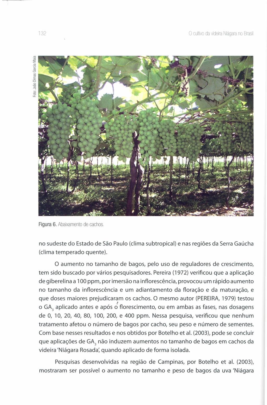 132 o cultivo da videira Niágara no Brasil Figura 6. Abaixamento de cachos. no sudeste do Estado de São Paulo (clima subtropical) (clima temperado quente).