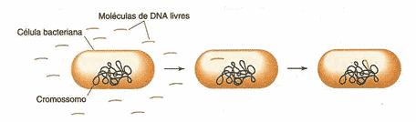 SEXUADA Transferência DNA Transformação A bactéria absorve moléculas de DNA do meio (até de bactérias mortas) Daí que