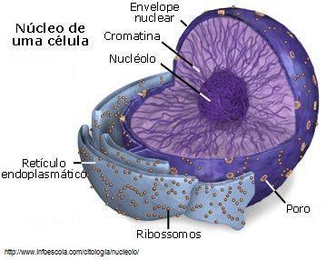 Por onde ocorre troca de substancias entre o núcleo e o citoplasma. 2. Cromatina Conjunto de cromatinas é usado para indicar o conjunto de cromossomos presentes no núcleo celular.