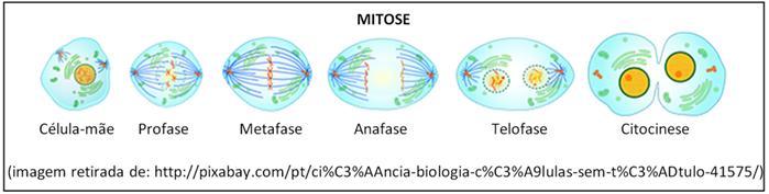 A mitose é dividida em: 1-Prófase No núcleo da célula, a cromatina condensa-se formando os cromossomos que passam a ser cada vez mais curtos e grossos.
