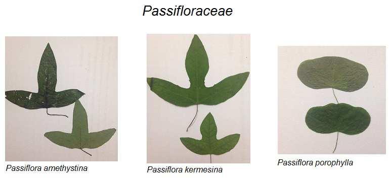 apesar de ter apresentado dois registros, só aparece em uma localização na plotagem, devido à sobreposição de pontos com P. kermesina que se encontra em maior quantidade.