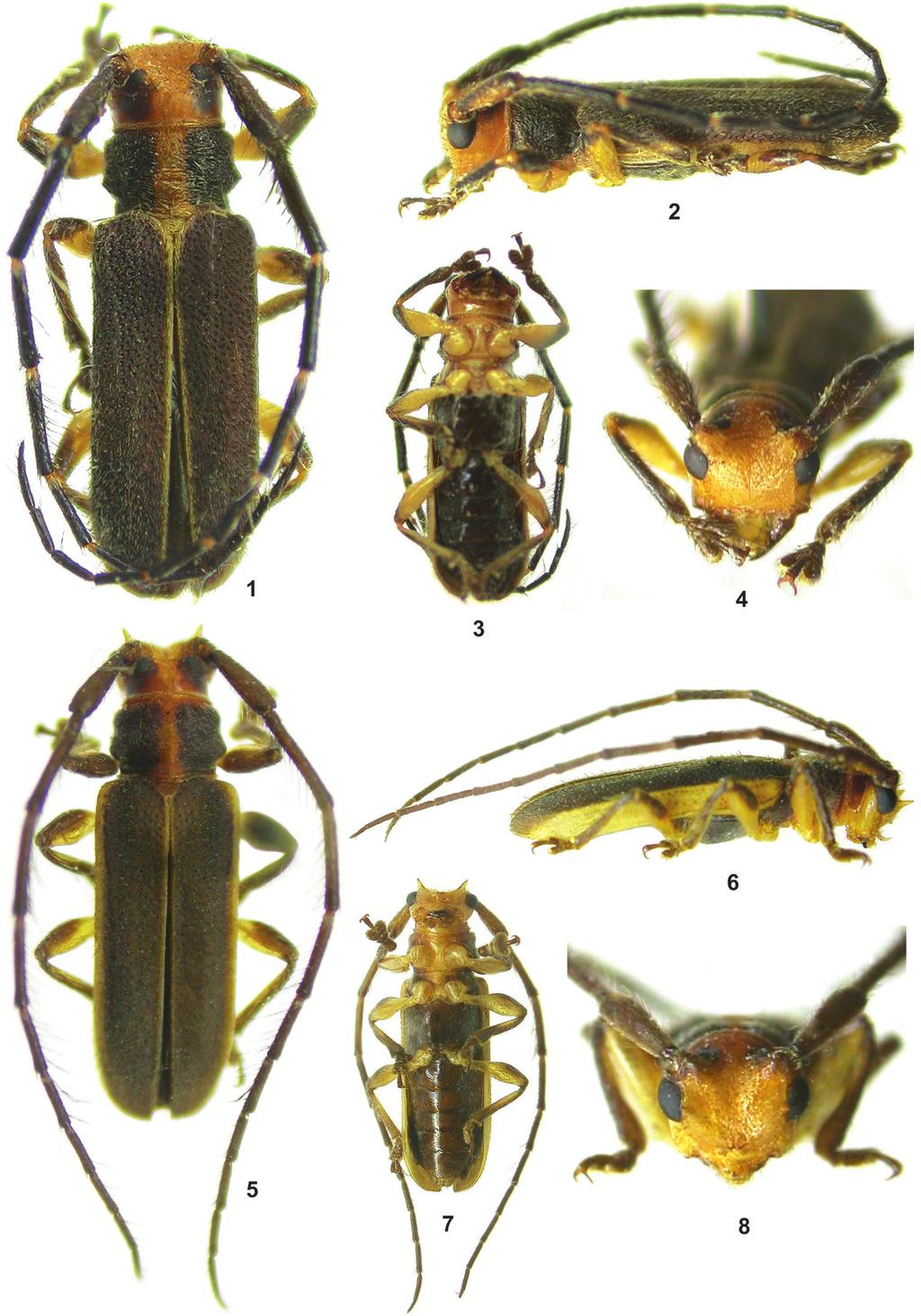 Papéis Avulsos de Zoologia, 49(37), 2009 499 Figuras 1-8: 1-4. Mauesia simplicis sp. nov.