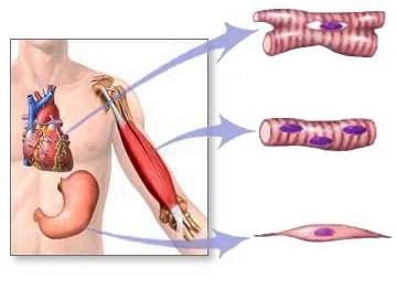 TIPOS MUSCULARES