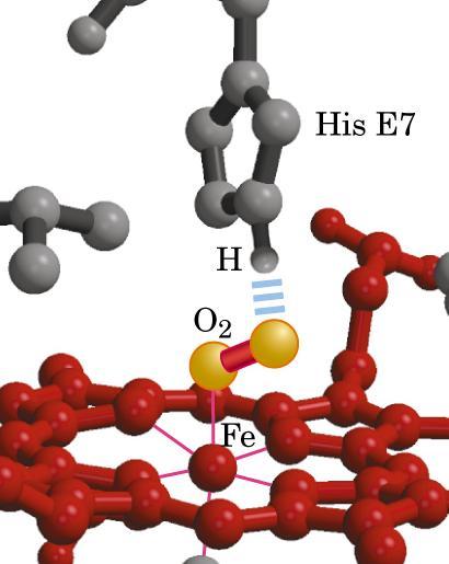 EFEITO ESTÉRICO O 2 ligado ao Fe 2+ forma um ângulo CO é ligado ao Fe 2+