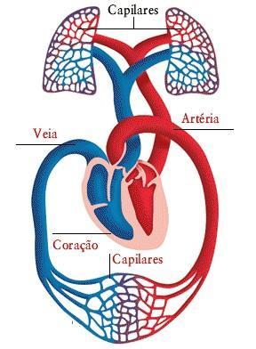 DIFERENÇA DA COR DO SANGUE VENOSO Quando O 2 se liga ao heme muda o arranjo de seus elétrons