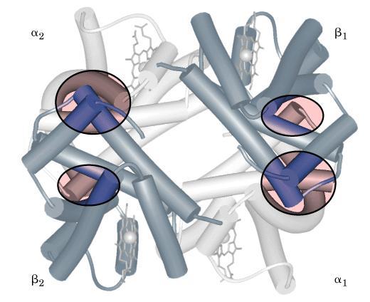 HEMOGLOBINA Proteína tetramérica (1 grupamento heme ligado a cada uma da 4