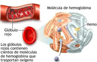 MOLÉCULAS TRANSPORTADORES DE O 2 HEMOGLOBINA