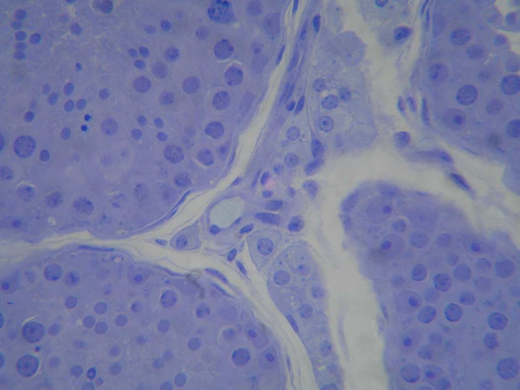 Já nos demais carnívoros estudados, o principal componente do espaço intertubular é a célula de Leydig.