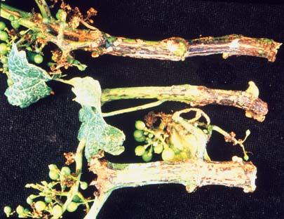 Nas folhas, surgem pequenas manchas cloróticas pontuadas (Fig. 8A). As folhas basais com infecção intensa nas nervuras tornam-se deformadas e não se desenvolvem plenamente (Fig. 8B).