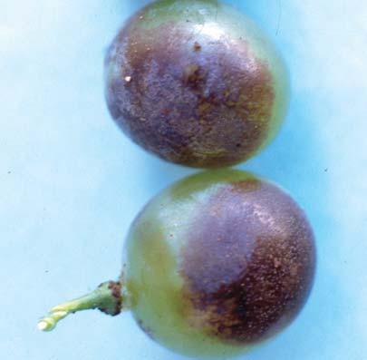 28 Frutas do Brasil, 35 Podridão-da-uva-madura Glomerella cingulata (Ston.) Spauld & Schrenk (Colletotrichum gloeosporioides (Penz.) Penz. & Sacc.