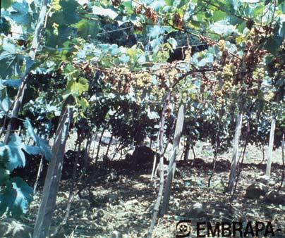 herbemontis é específico do gênero Vitis. Sintomas A B Fotos 22A, B, C: Embrapa Uva e Vinho. 22D: O. R.