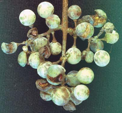 Hospedeiros Este fungo infecta além das cultivares pertencentes à espécie Vitis vinifera, outros membros da família Vitaceae, incluindo todas as espécies de uvas americanas nativas, como Vitis